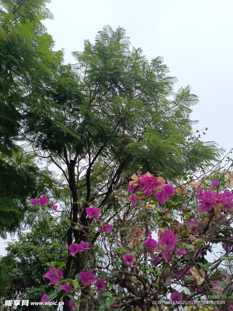 繁花绿树的美好景致