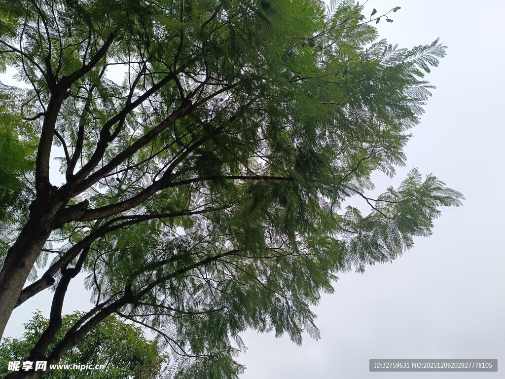 枝叶繁茂的树木