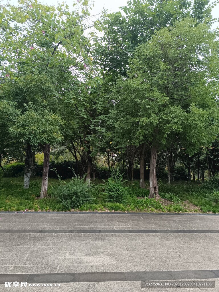 路边绿树成荫的景致