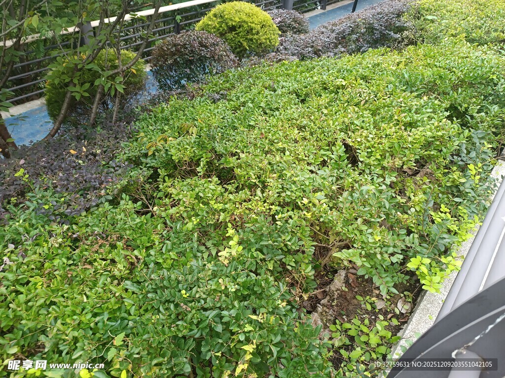 绿意盎然的庭院植物景观