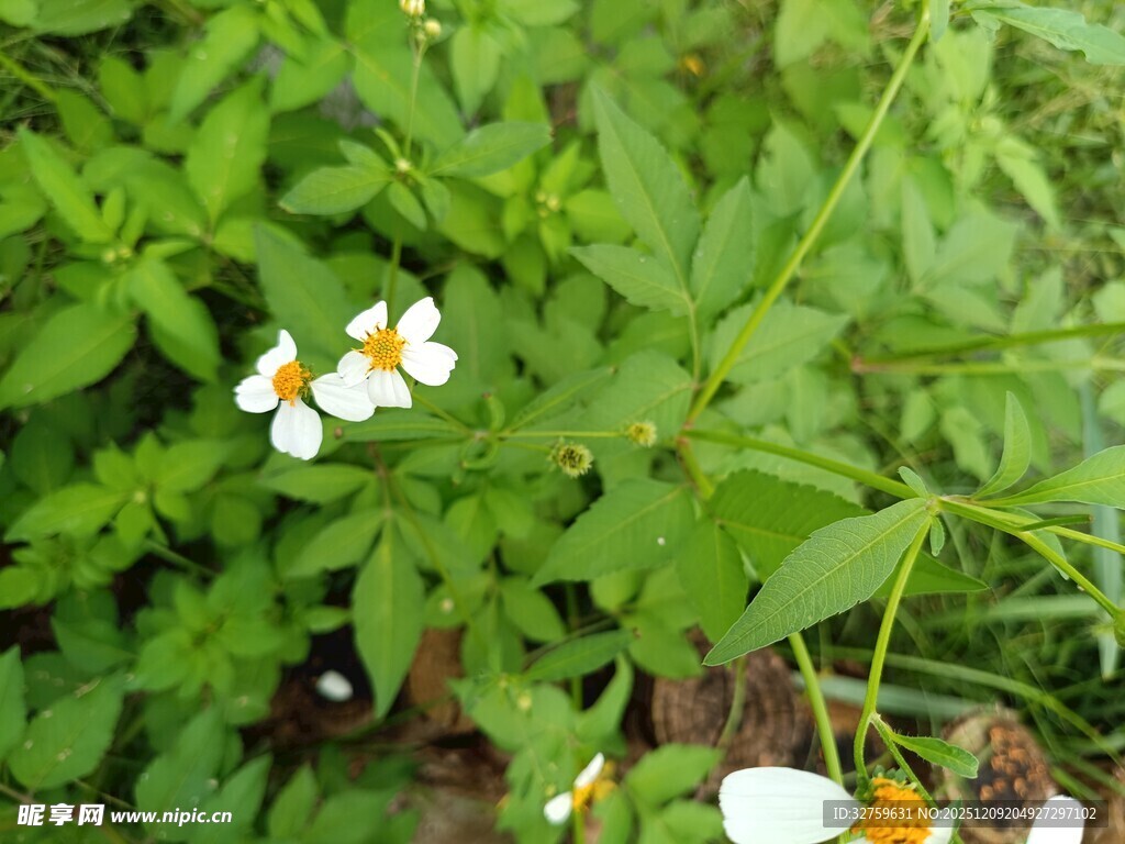 草丛中的小白花