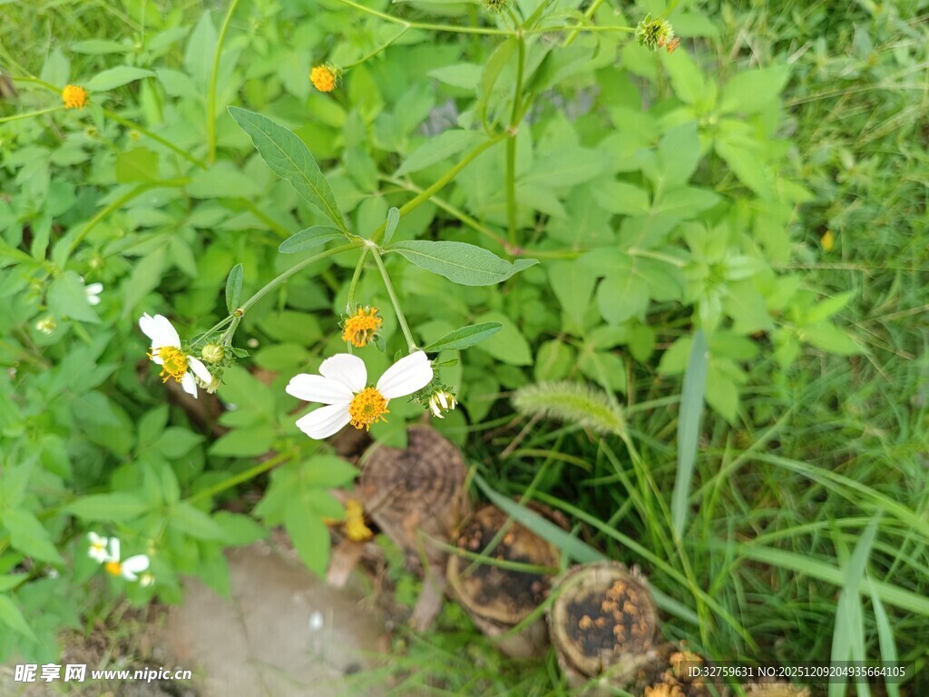 草丛中的白色小花