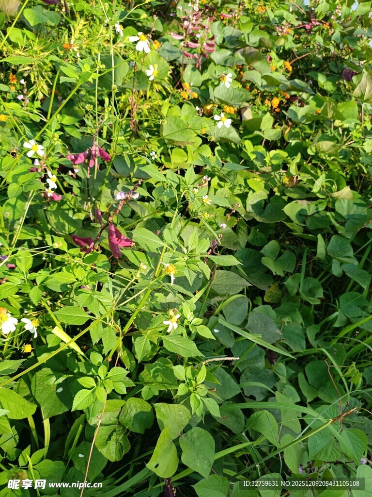 繁茂绿植中的多彩小花