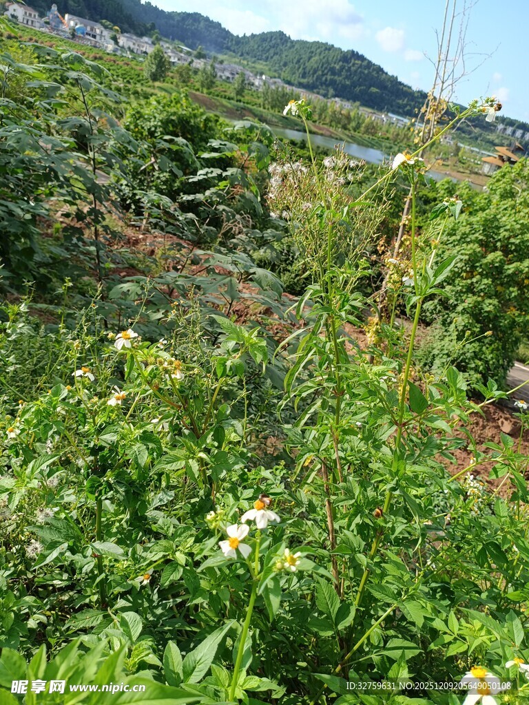 山间繁茂绿植与小花