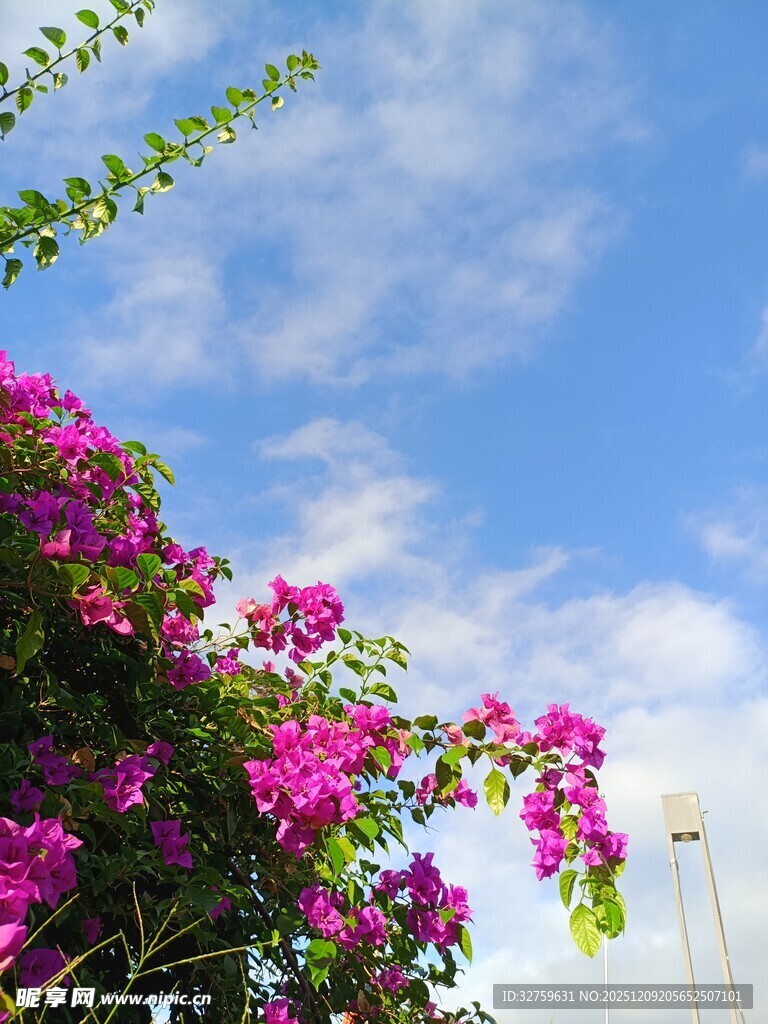 蓝天映衬下的艳丽三角梅