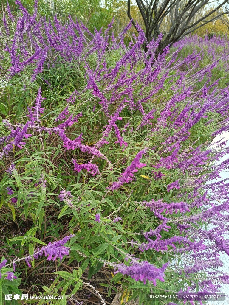 紫色花丛沿小径绽放