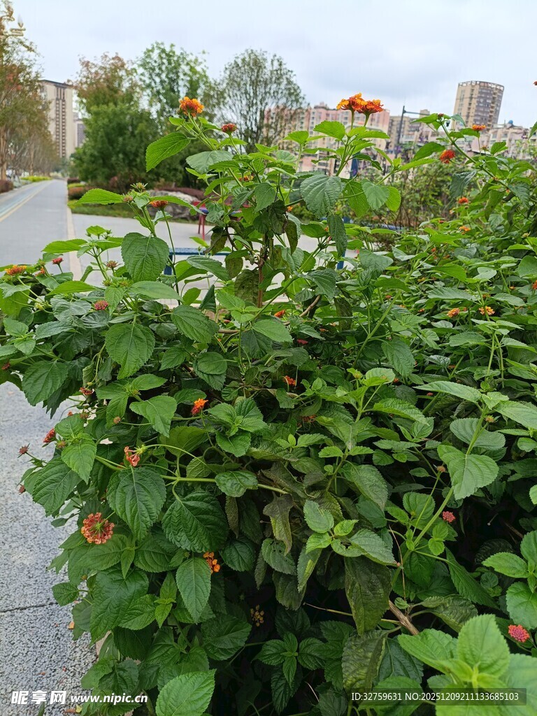 绿叶繁茂的户外植物景观