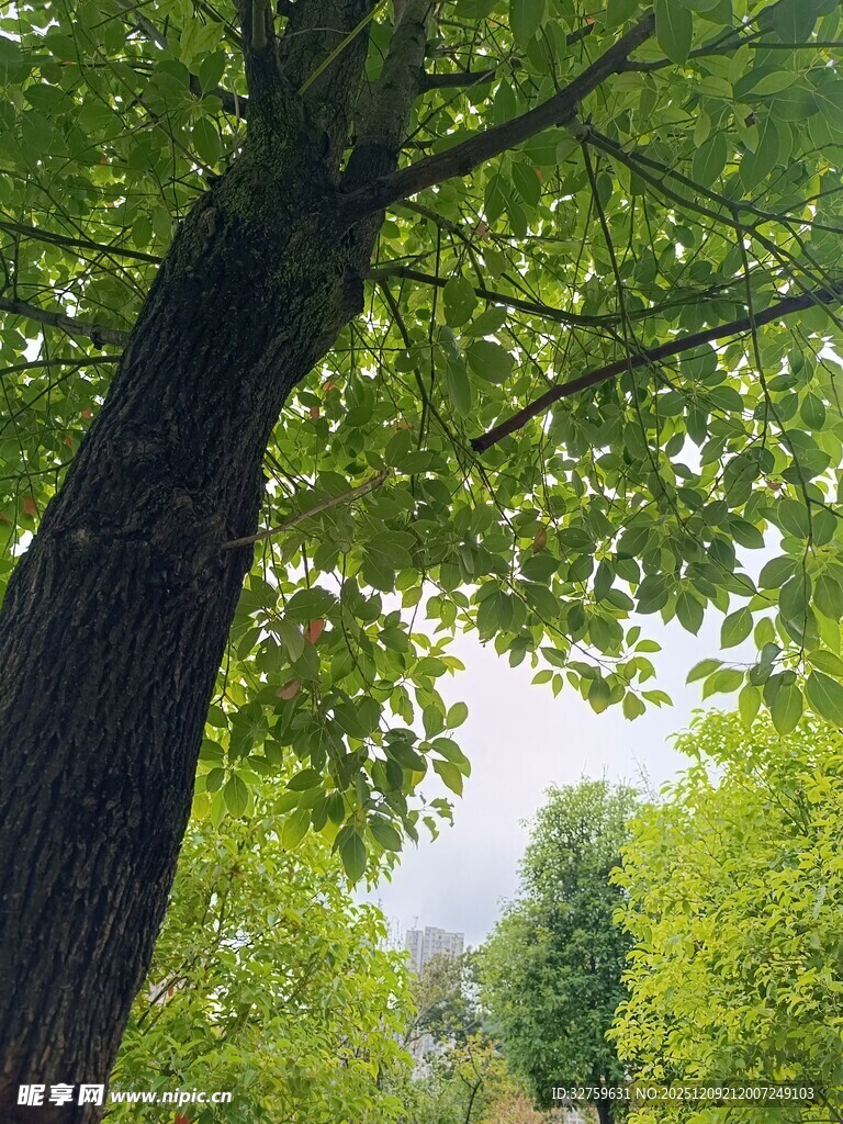 夏日繁茂大树绿意盎然