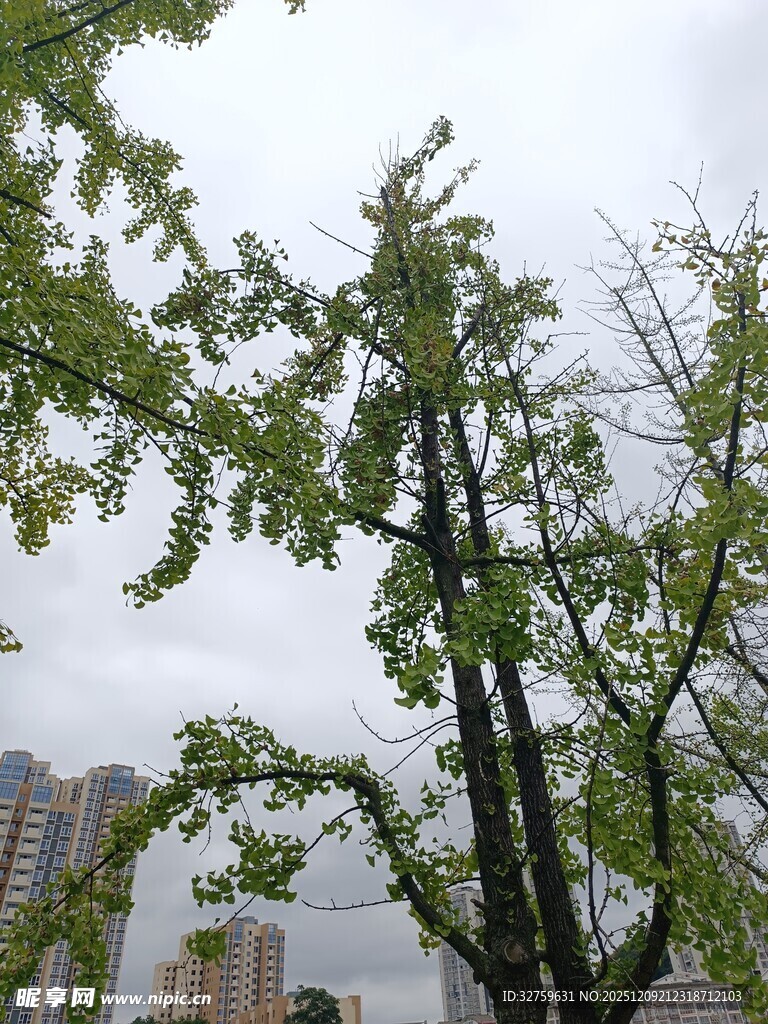 城市中高大的绿树