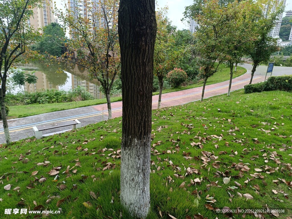 秋日公园草地树木景象