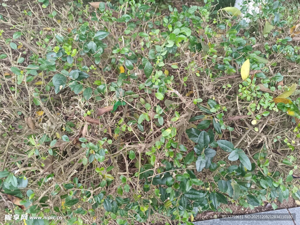 地面绿植与枯枝景象