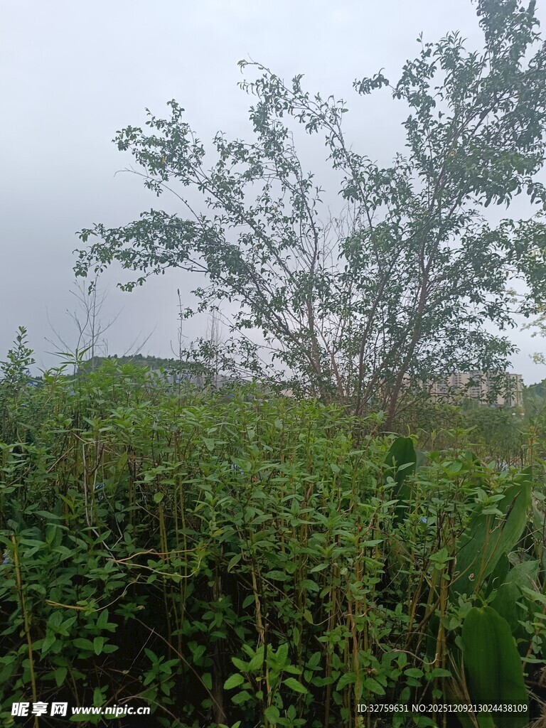 野外葱郁植物与小树景象