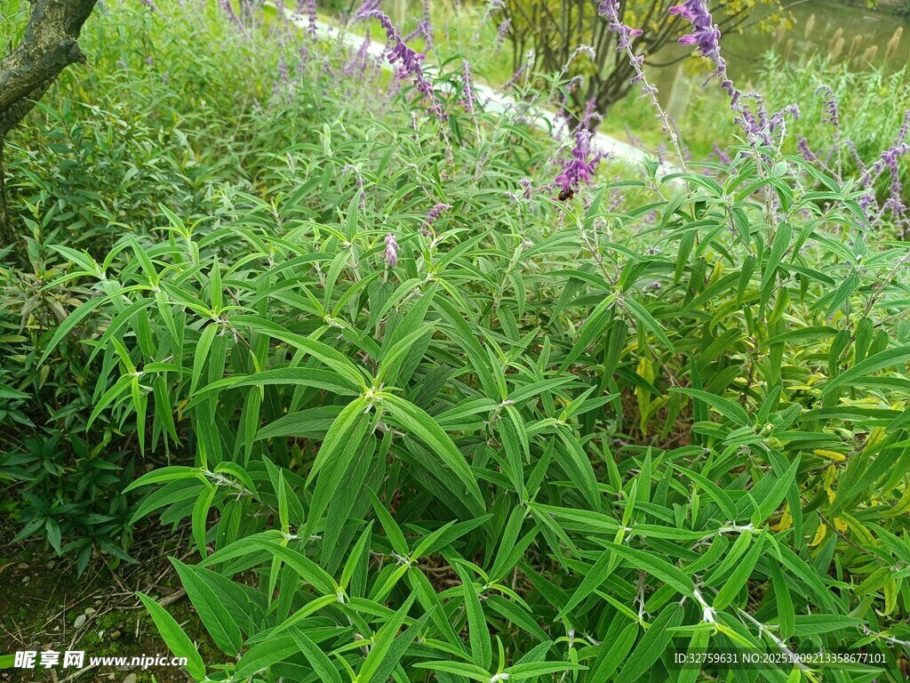 绿意盎然的草地与紫色小花