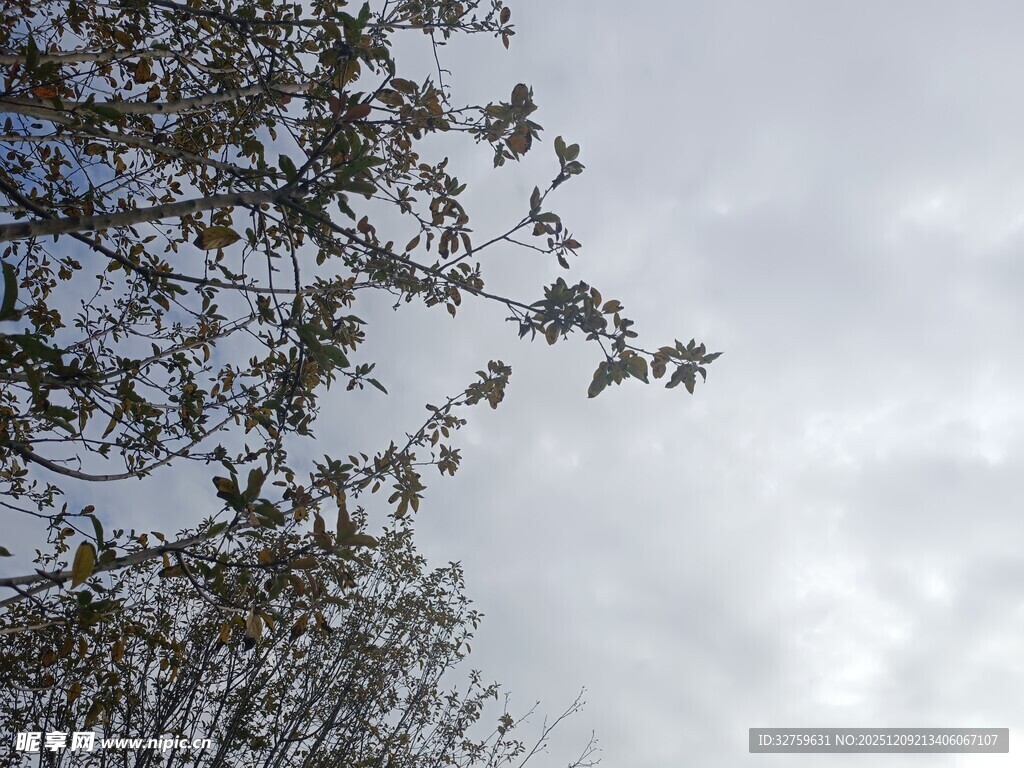 树枝伸向多云天空