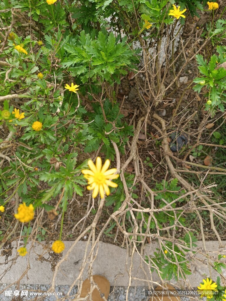 黄色小花绽放于绿植间