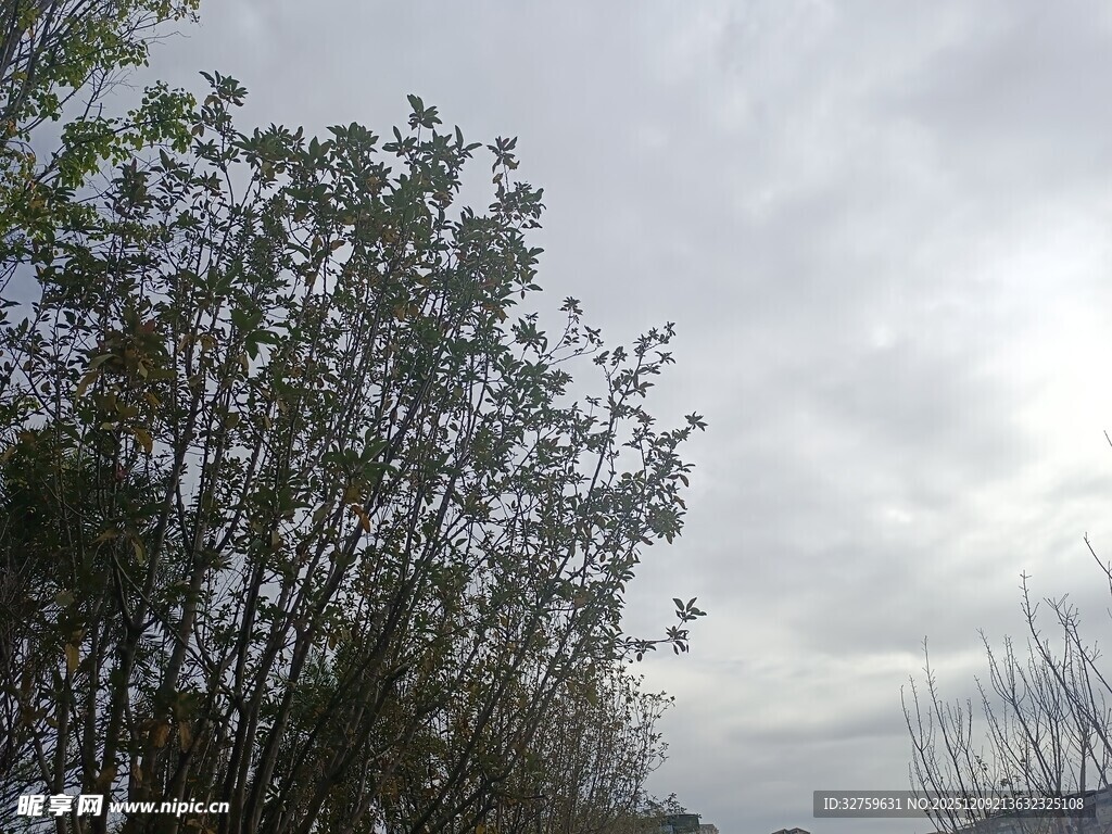 天空下的繁茂树木