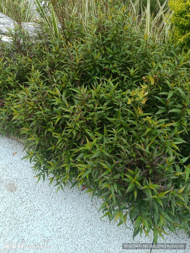 路边茂盛的绿色灌木丛