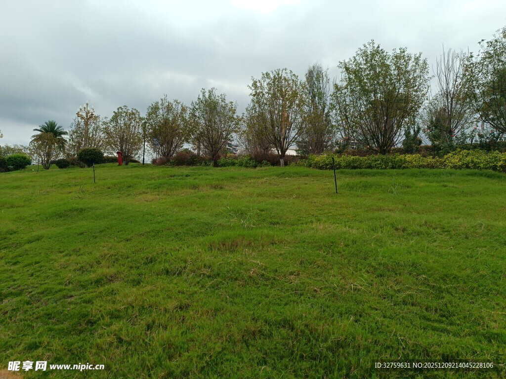 广袤绿草地与成排树木