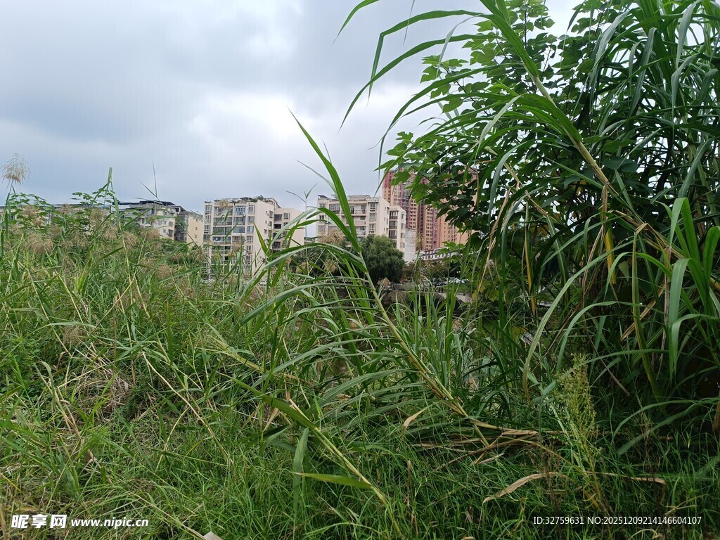 野外繁茂草丛中的建筑