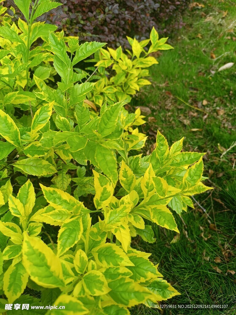 黄绿相间的斑斓植物