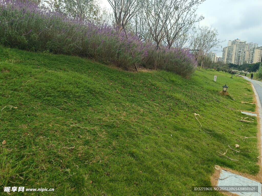 绿草如茵的户外小径风光