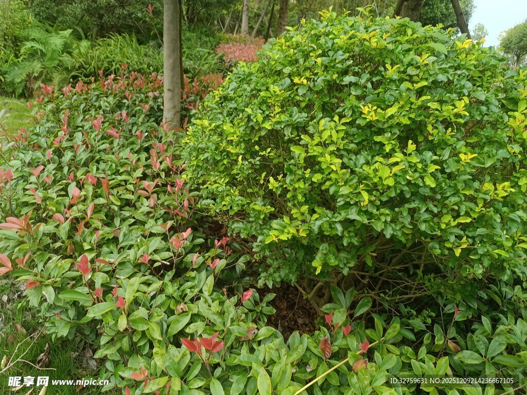 绿意盎然的园林植物景观