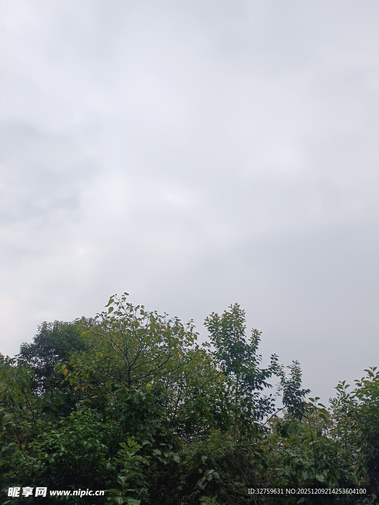 阴天中的茂密树林