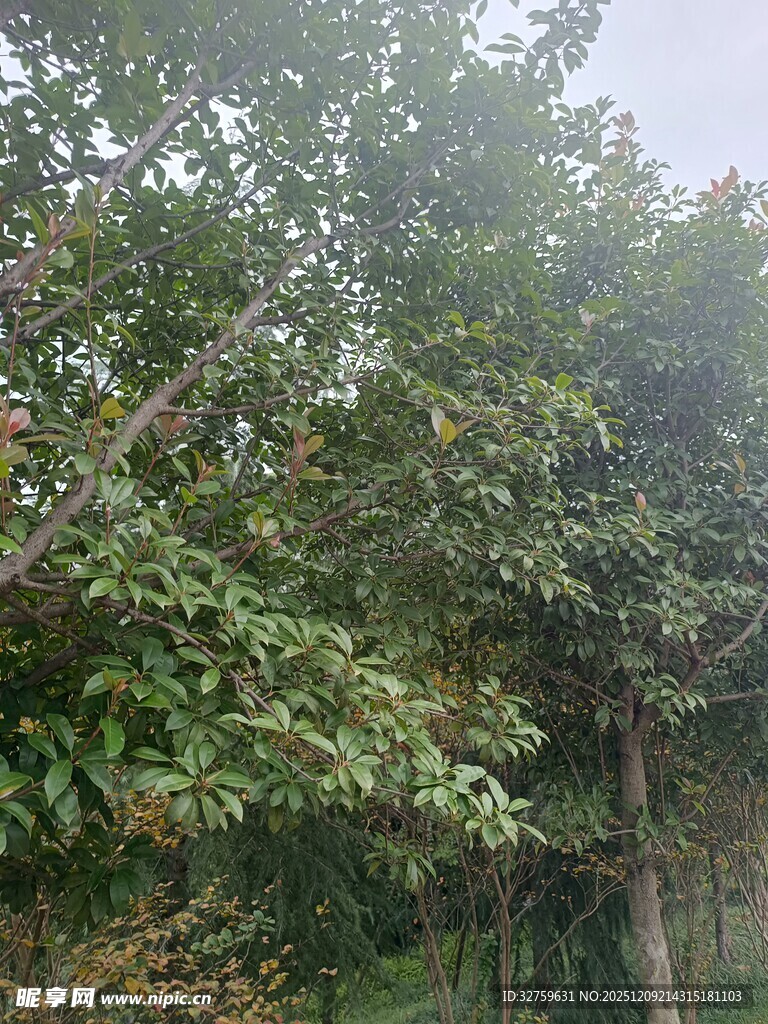 繁茂树林中的绿意景致