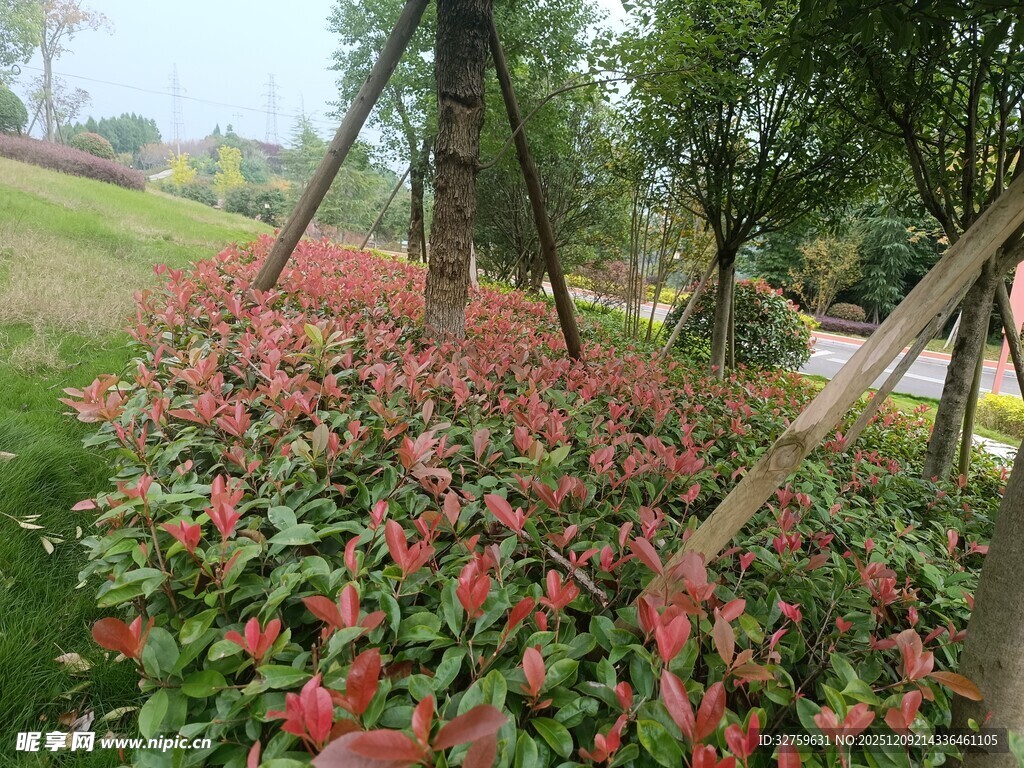 园林中色彩鲜艳的花卉景观