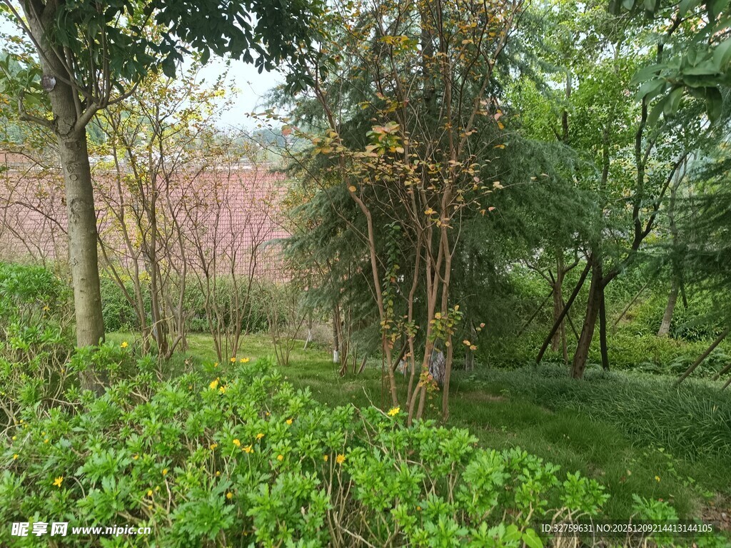 林间绿意盎然的自然景致