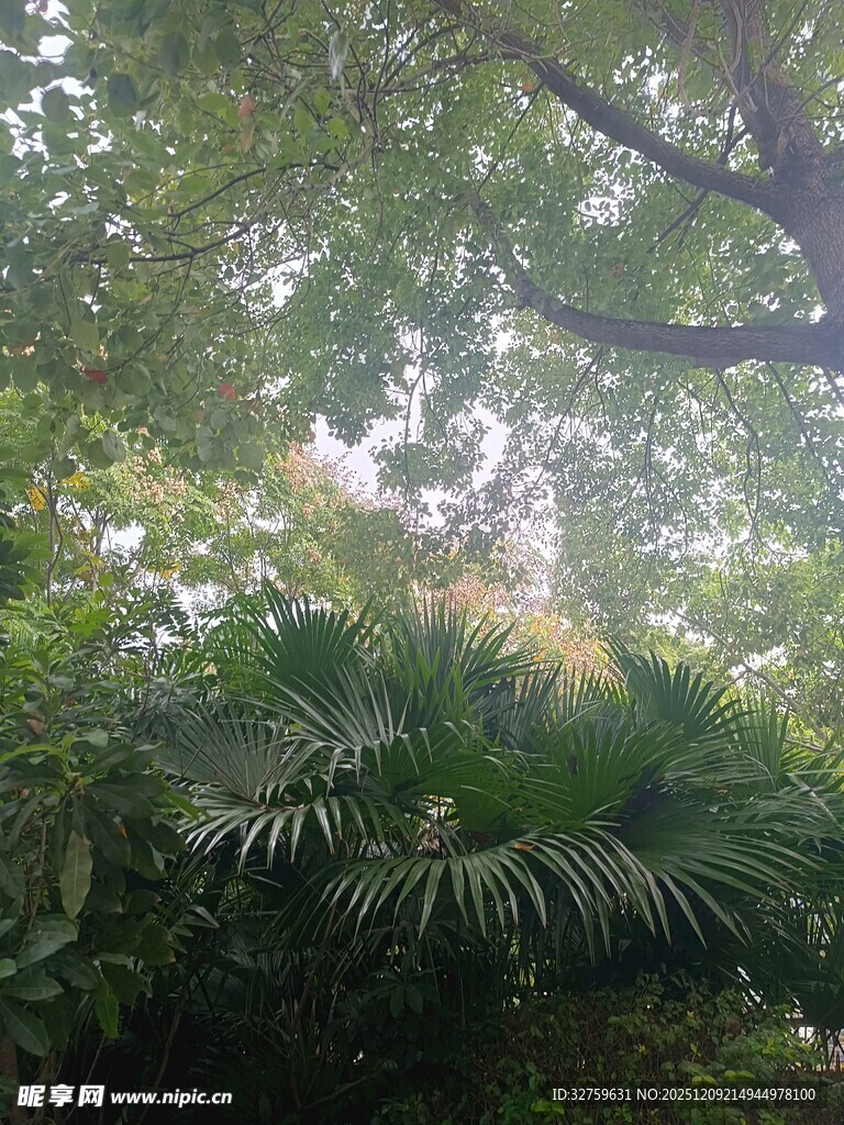 绿荫下的繁茂植物景观