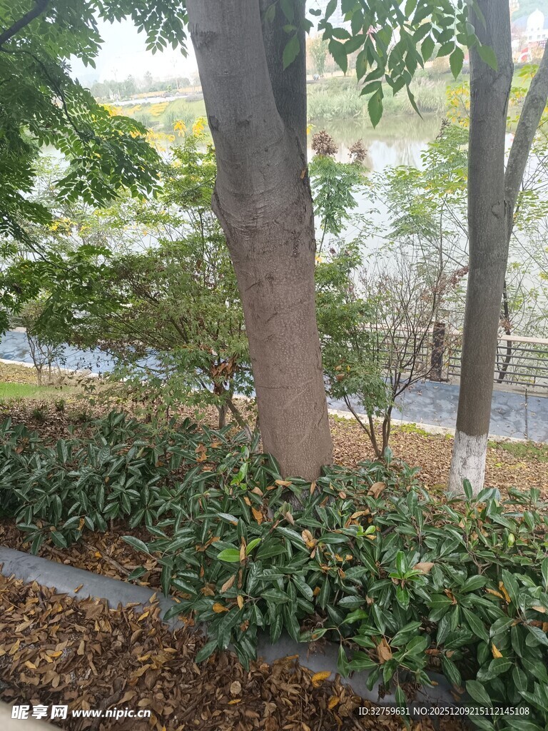 城市中葱郁的树木与绿植