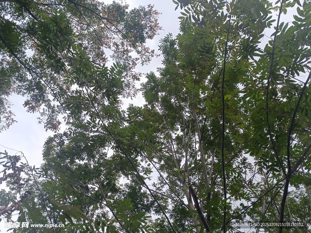 仰视茂密树林树冠