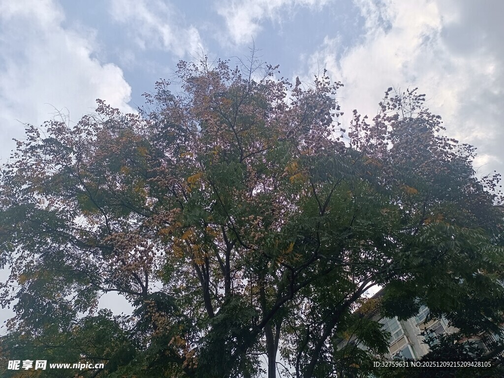 枝叶繁茂的树木