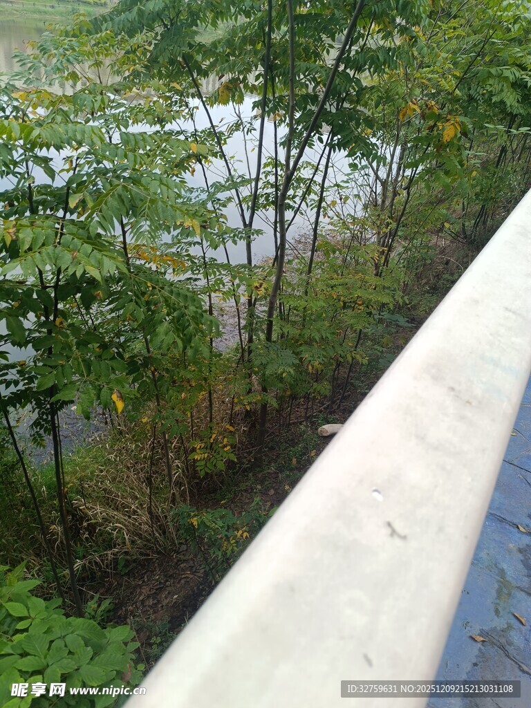 窗边望绿树成荫景象