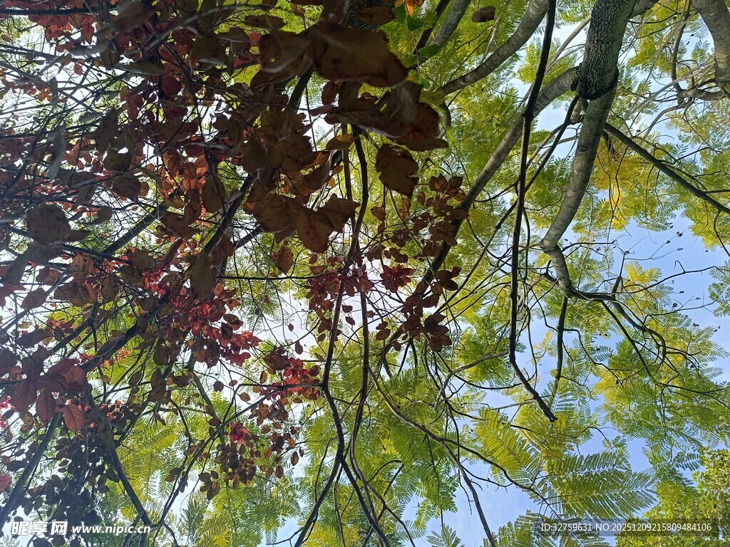 仰视多彩枝叶