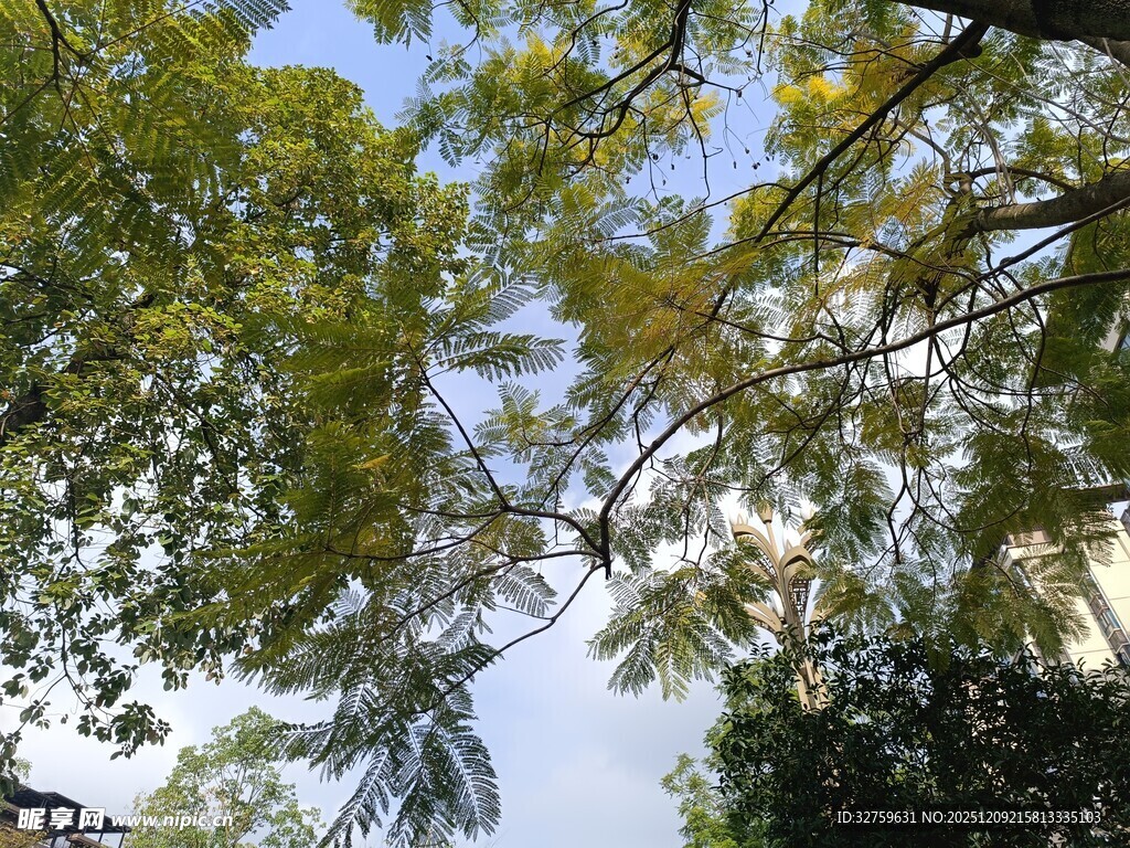 仰视繁茂枝叶蓝天美景