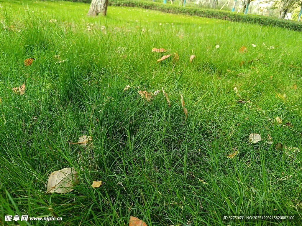 翠绿草地散落枯叶