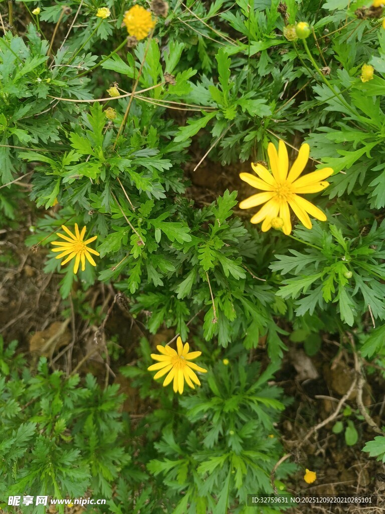 绿叶间的黄色小花