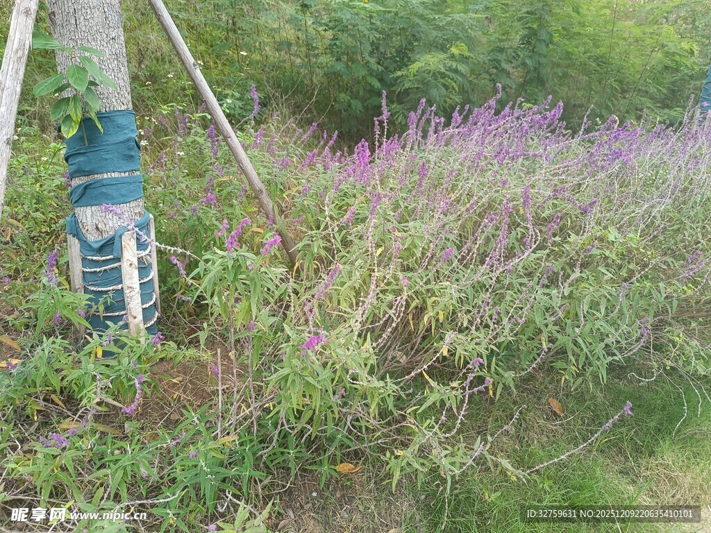 野外紫色花丛中的测量仪器