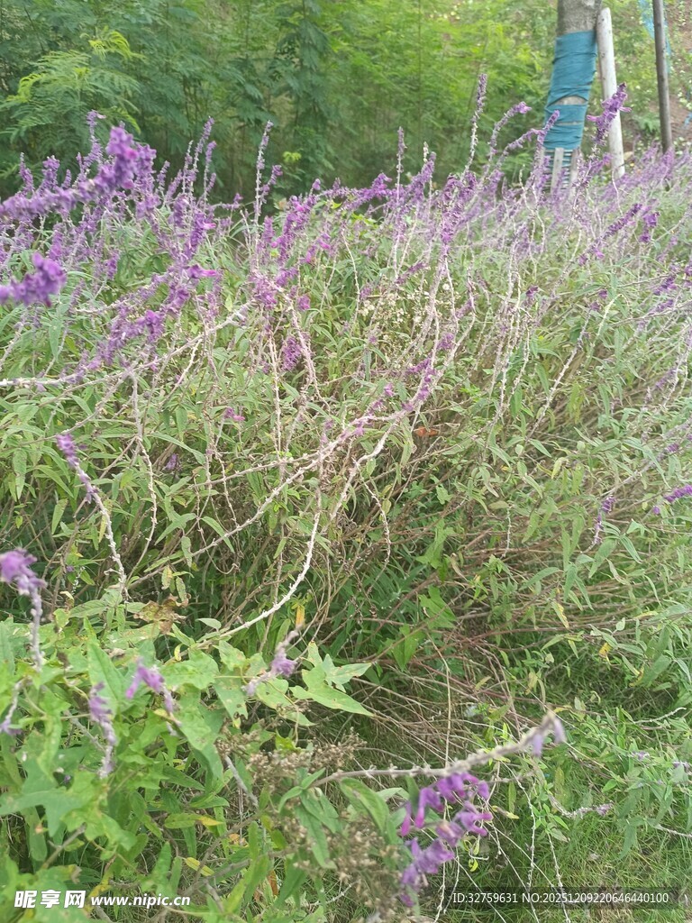 紫色野花绽放于草丛间