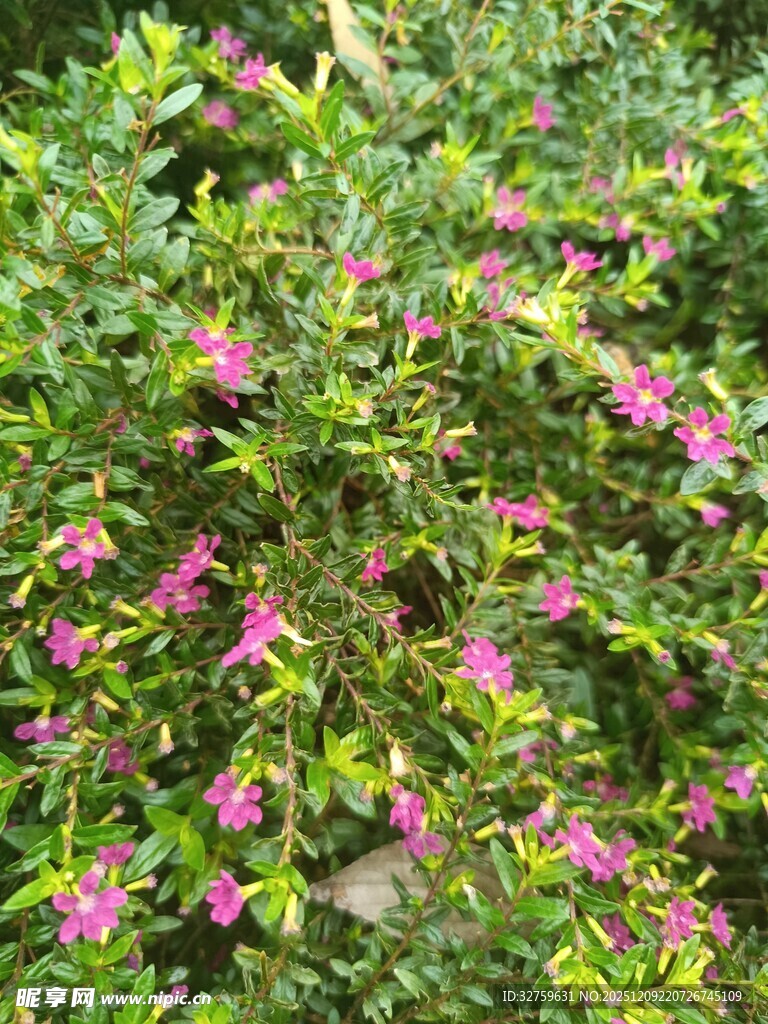 繁茂花丛中的娇艳紫花