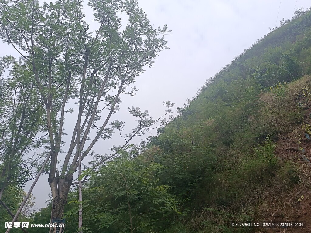 山间绿树成荫的自然景致