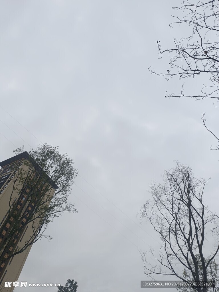 废弃建筑旁的枯树景象