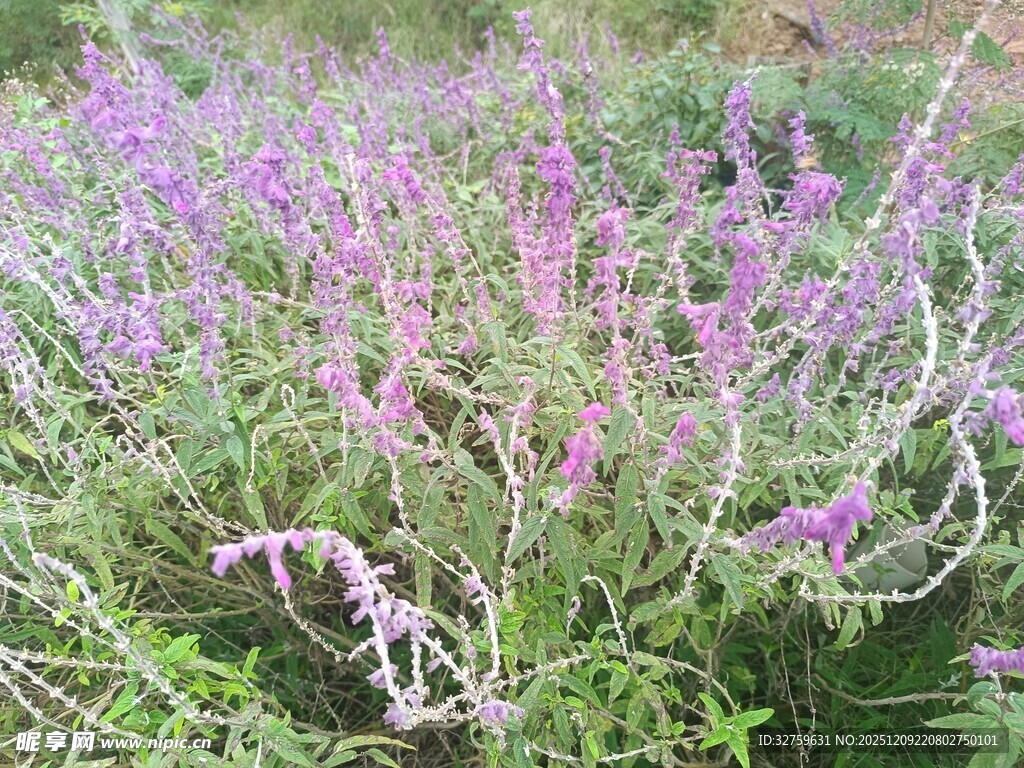 紫色野花绽放的美丽草地