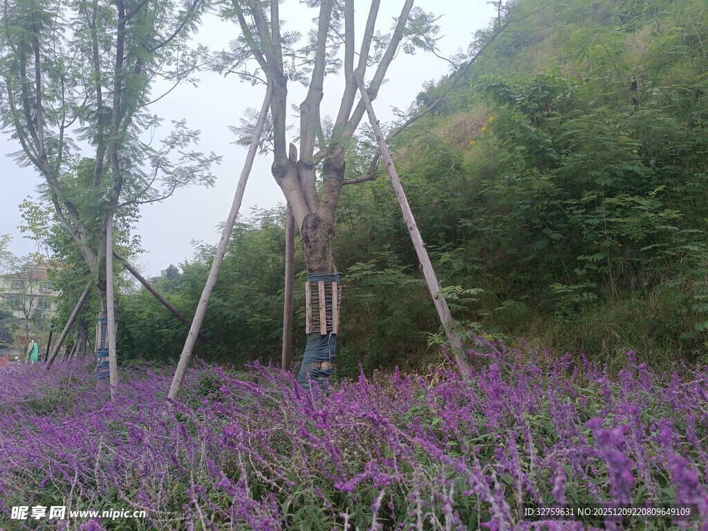 紫色花海中的树木景观