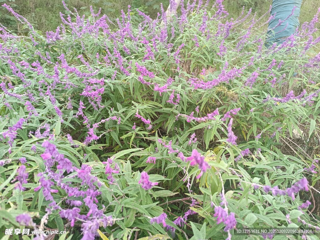 紫色花卉绿植繁茂景象