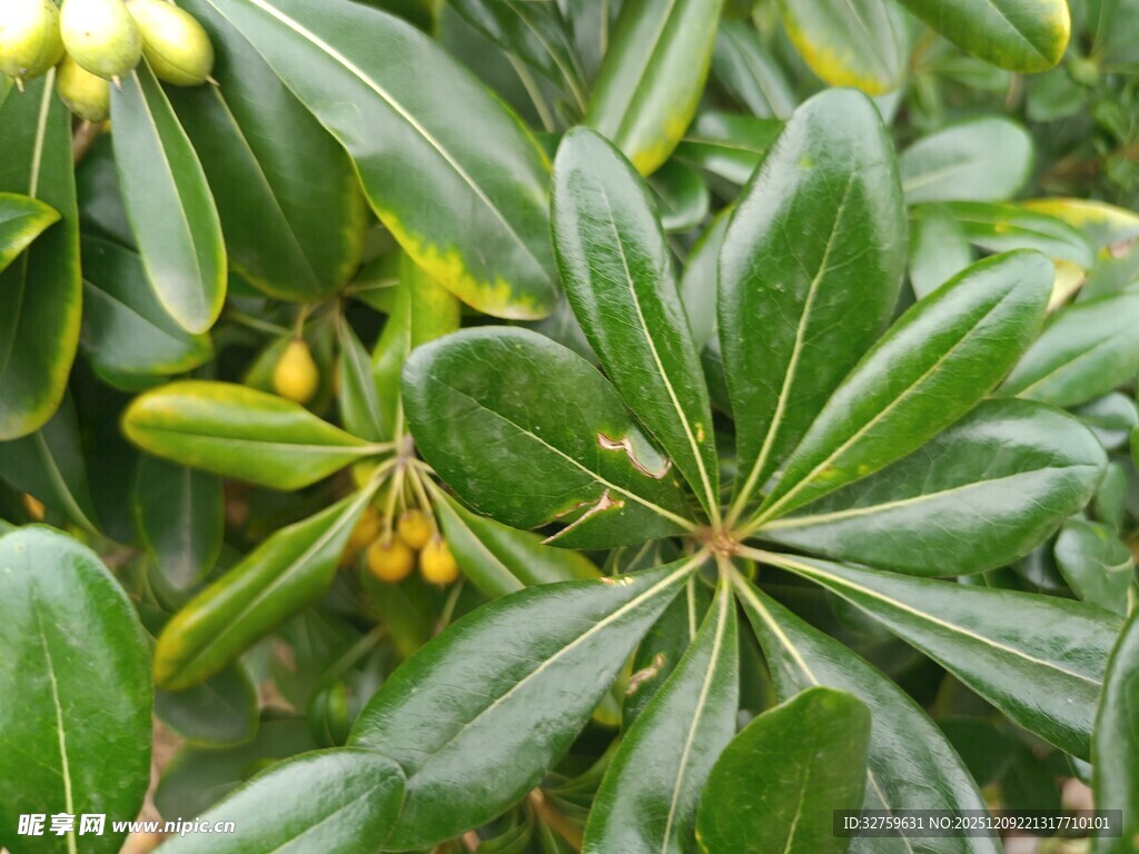 绿叶簇拥下的黄色小花