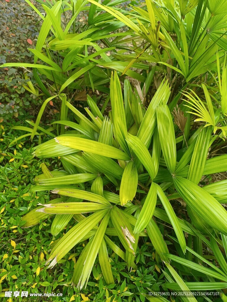 翠绿生机的阔叶植物