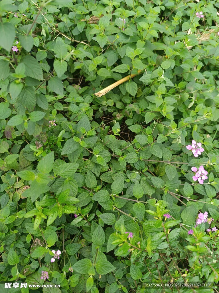 绿叶丛中绽放的粉色小花